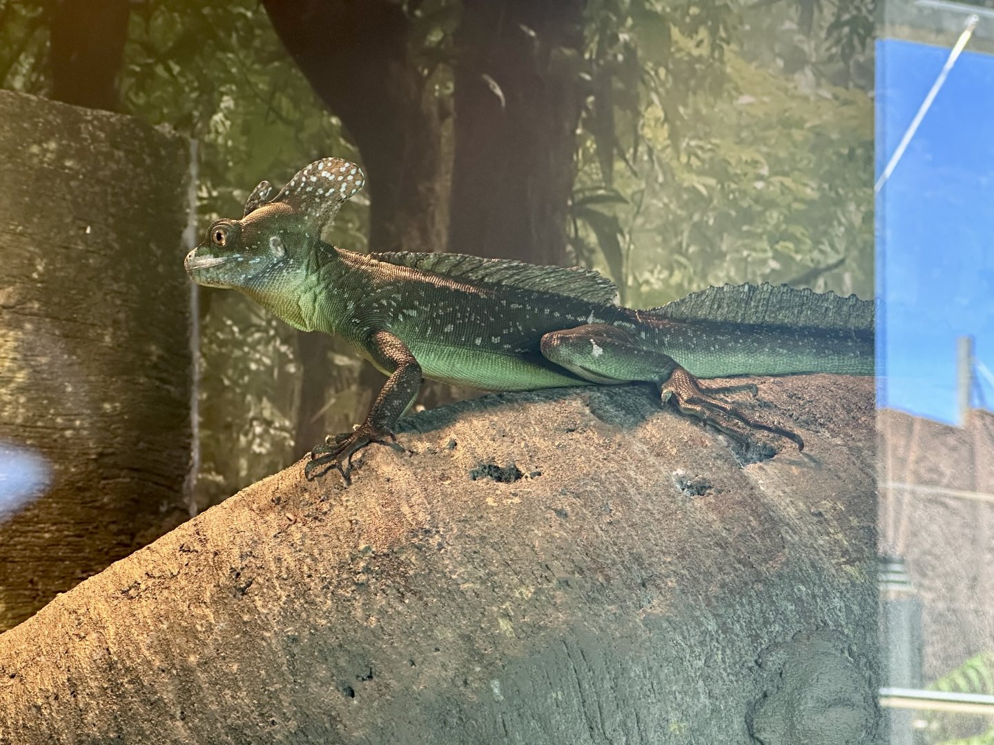 Plumed basilisk (Basiliscus plumifrons)