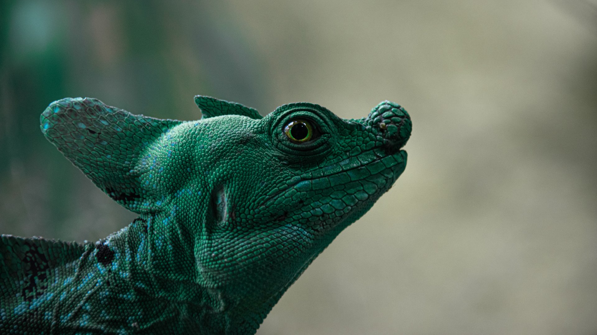 Plumed basilisk (Basiliscus plumifrons)