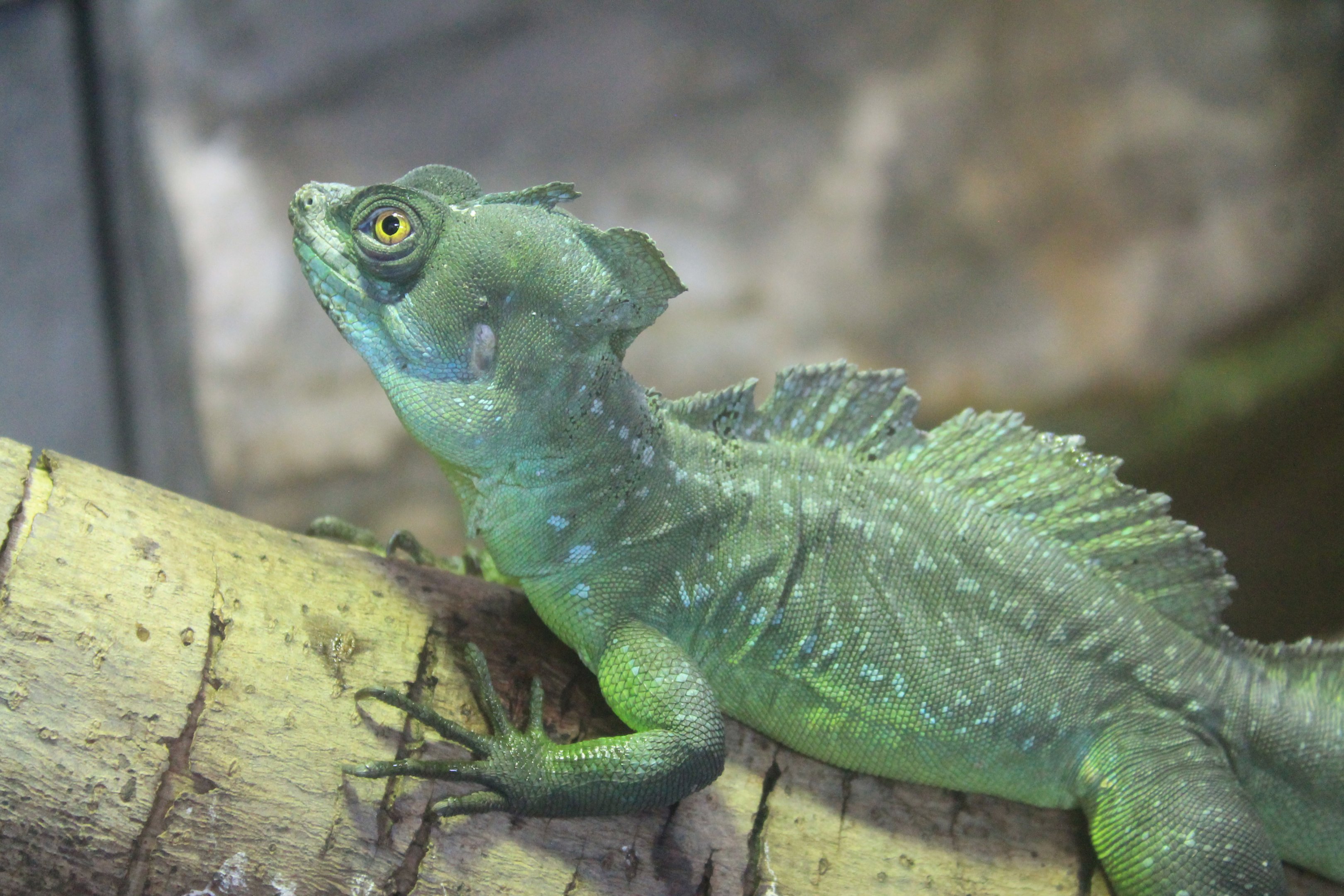 Plumed Basilisk (Basiliscus plumifrons)