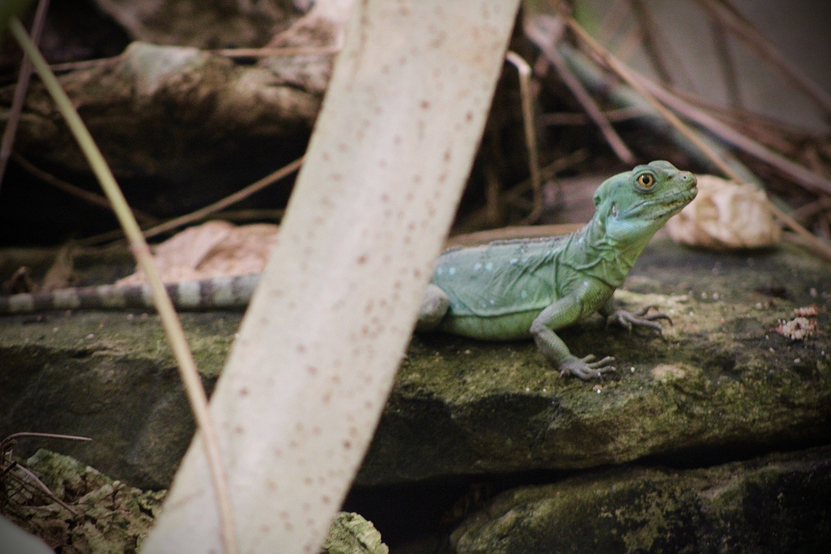 Plumed Basilisk (Basiliscus plumifrons)