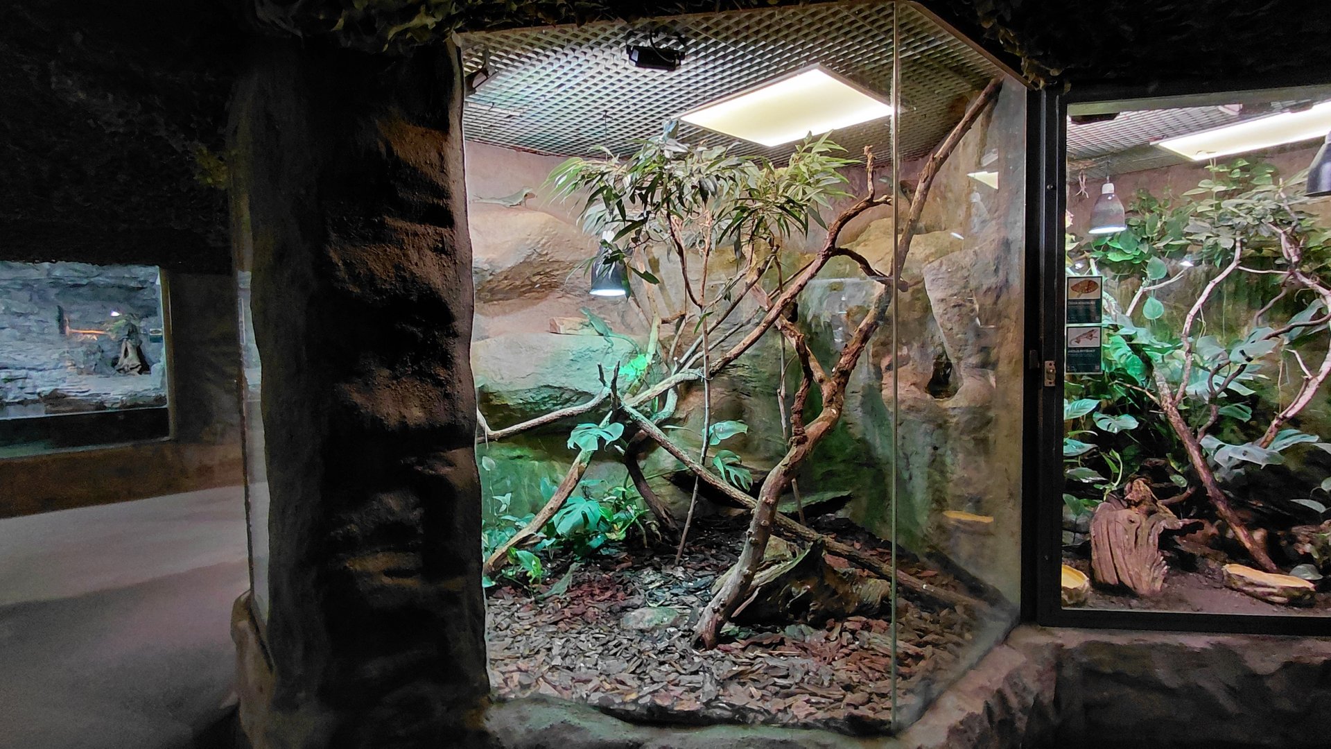 Plumed basilisk exhibit