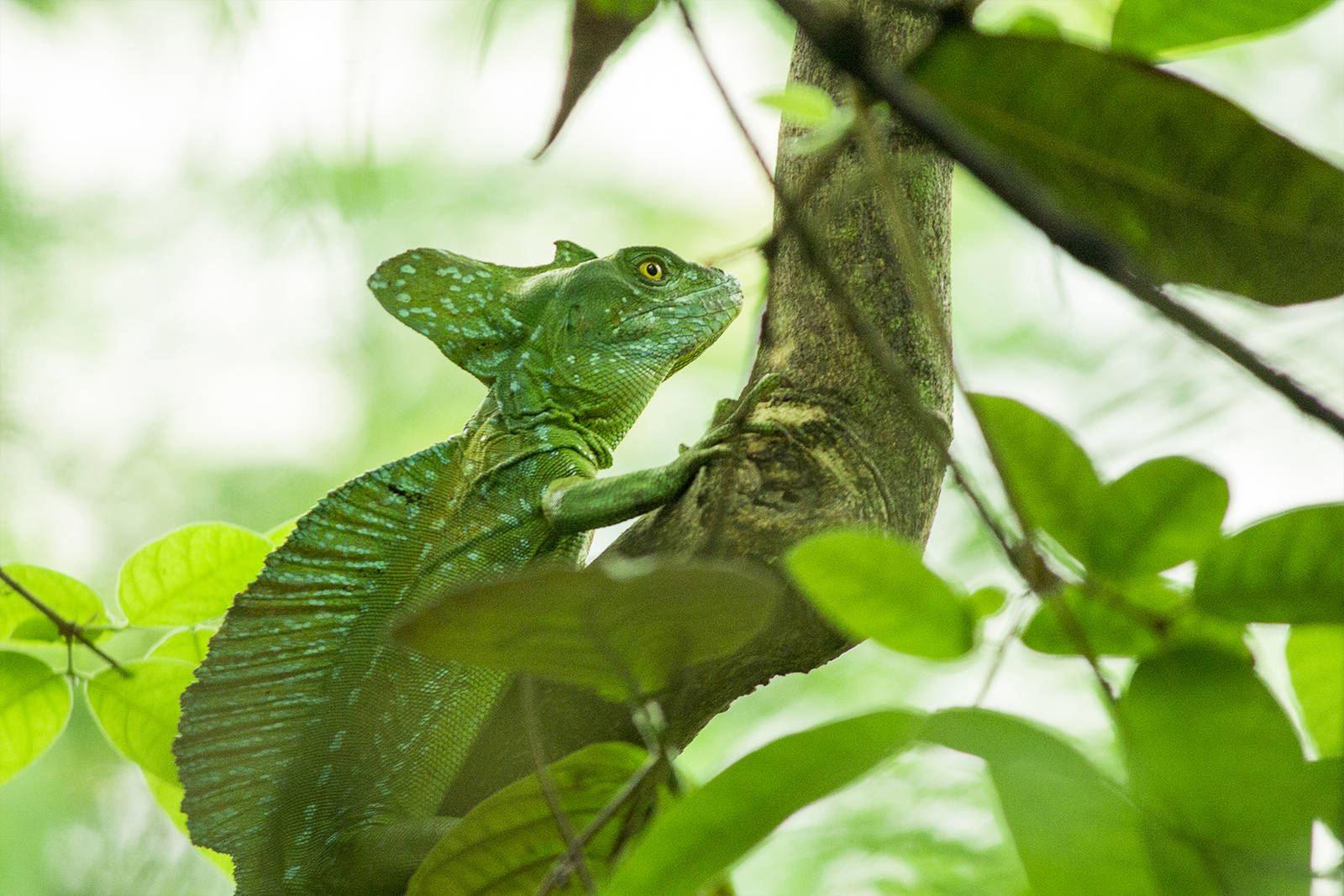 Plumed basilisk in Burgers Bush
