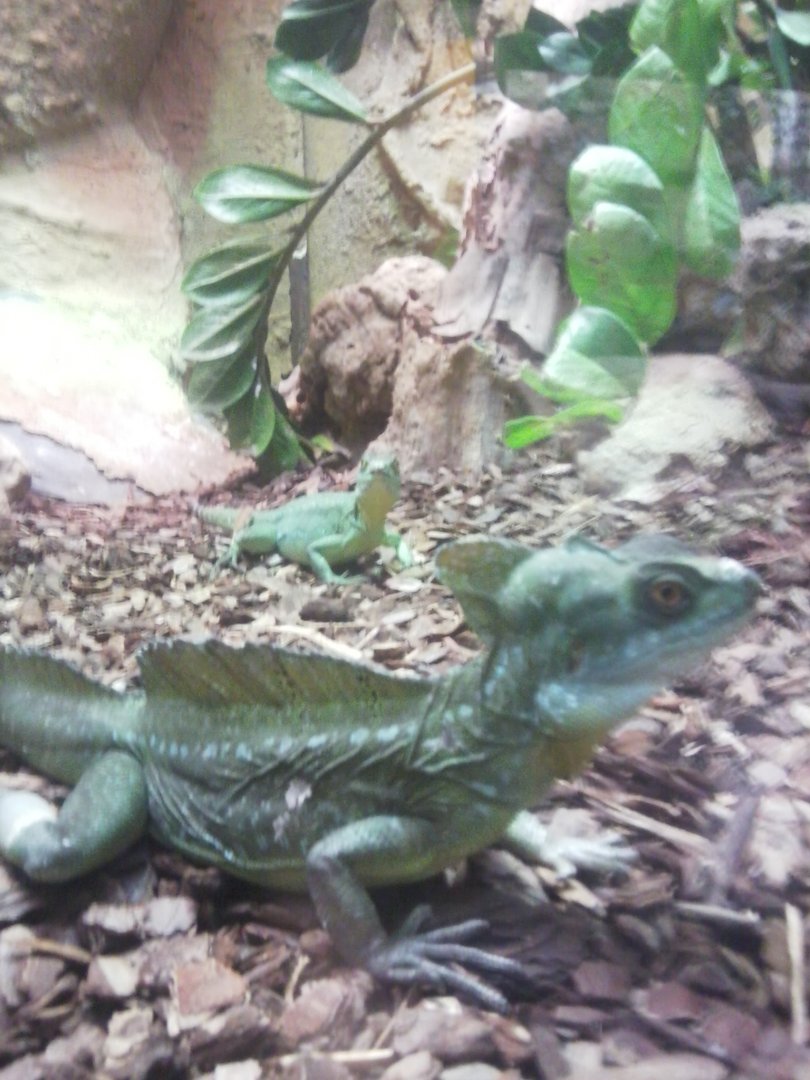 Plumed basilisk lizard