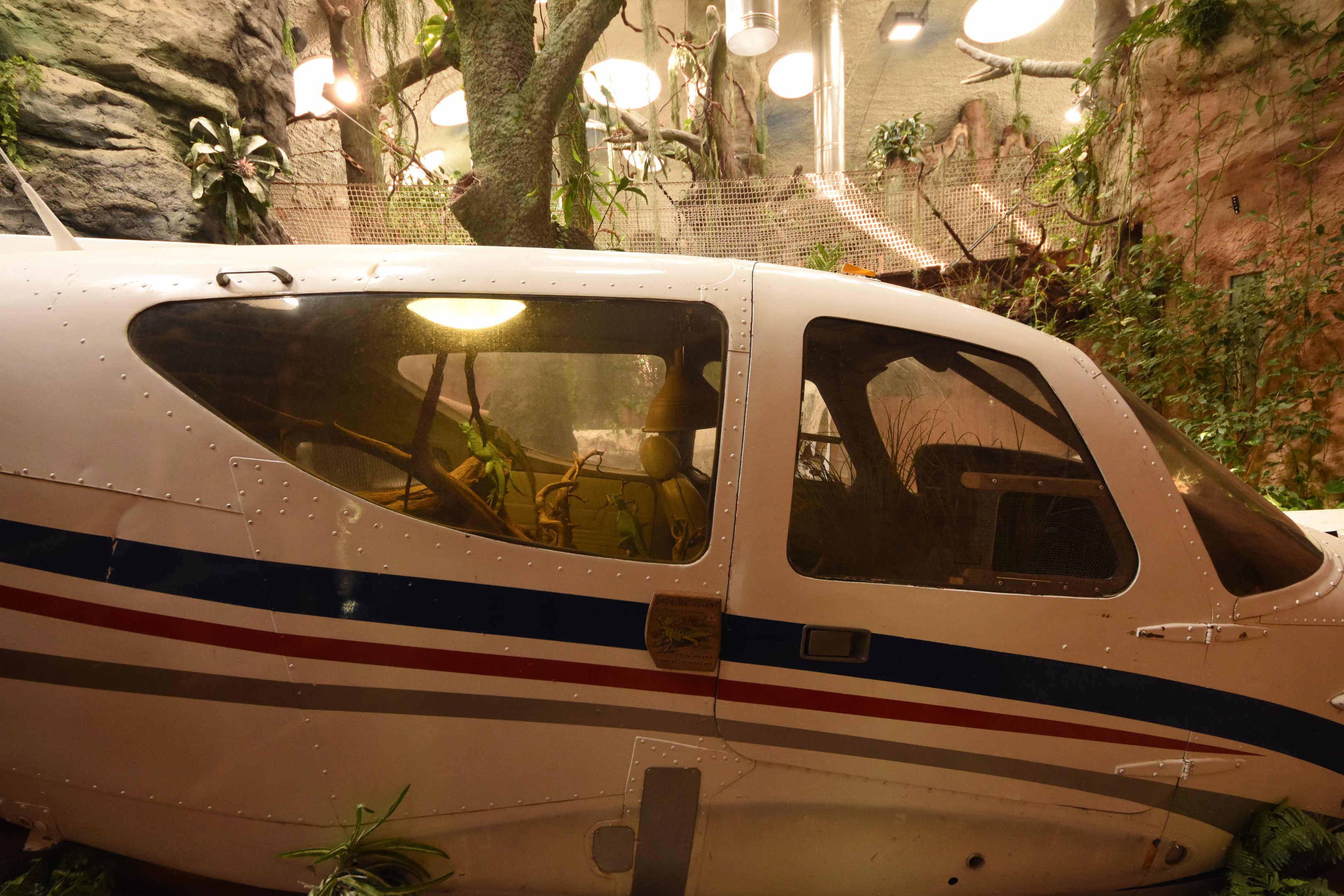 Plumed basilisk terrarium