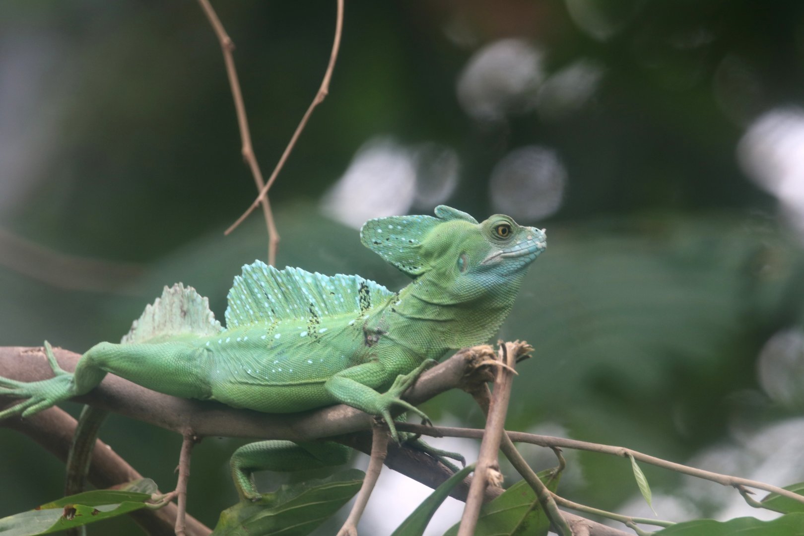 Plumed basilisk