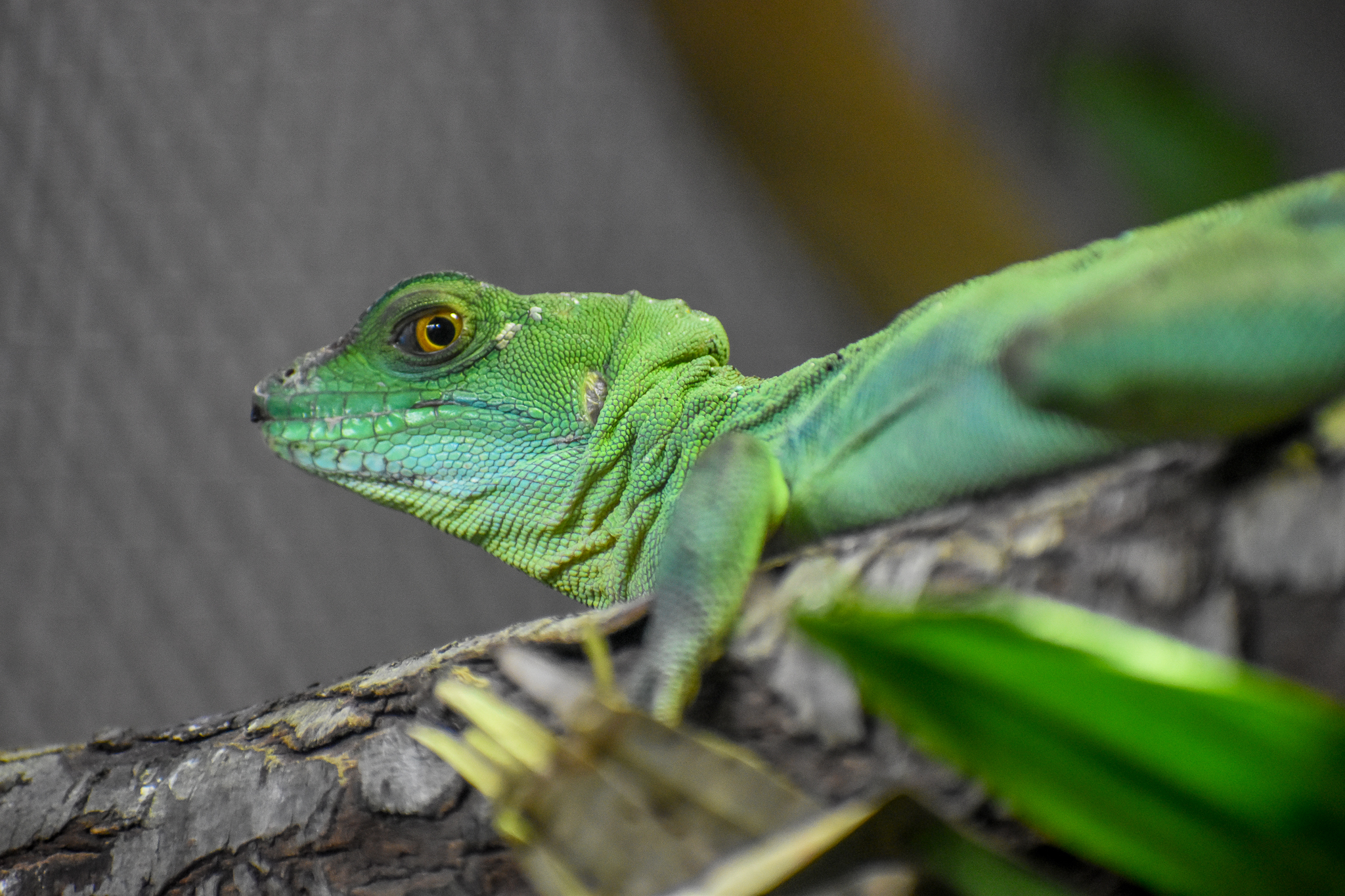 Plumed Basilisk
