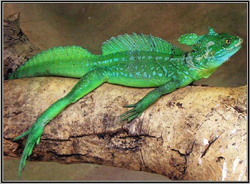 Plumed Basilisk