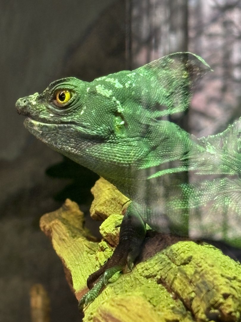 Plumed Basilisk