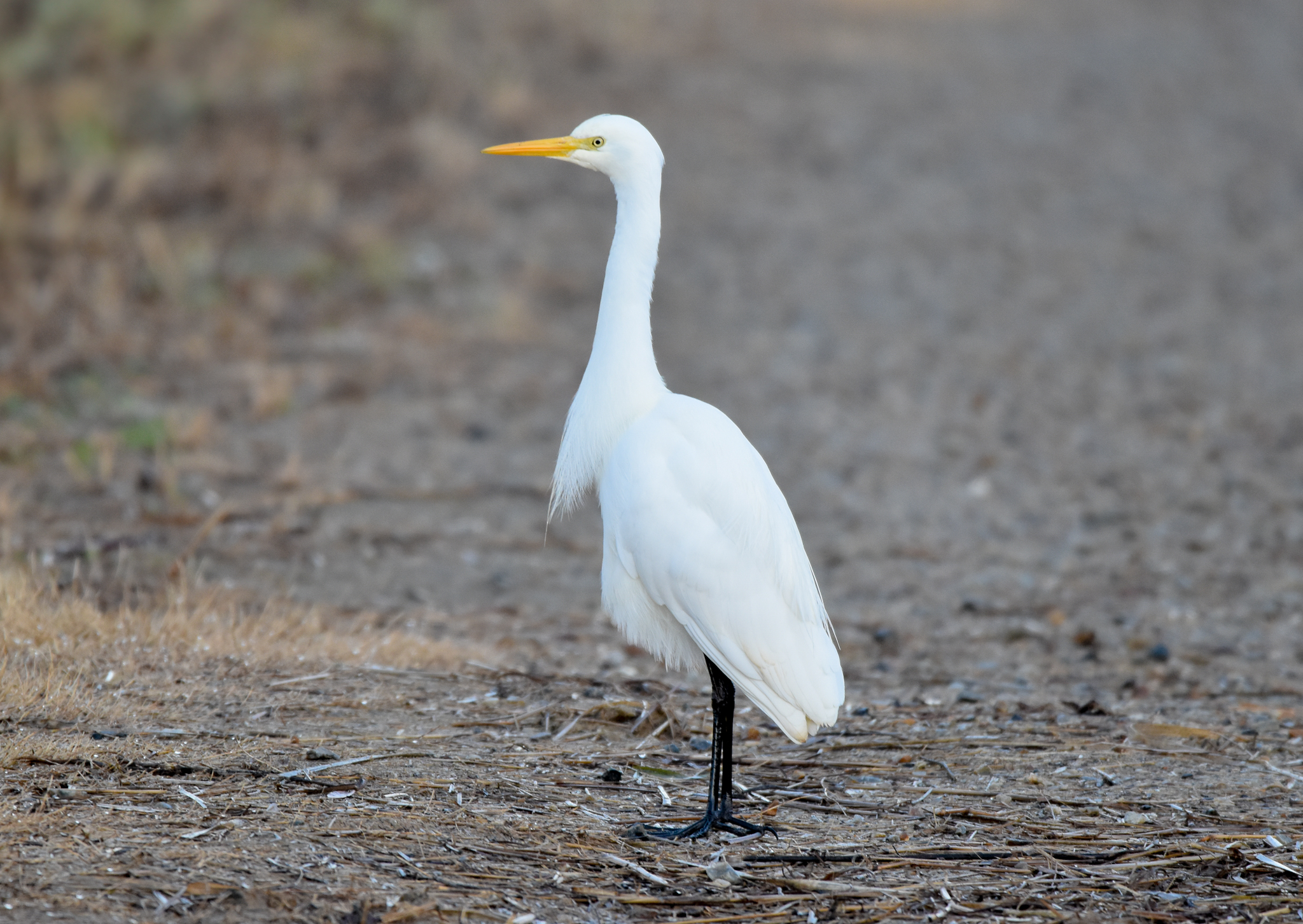 Plumed Egret
