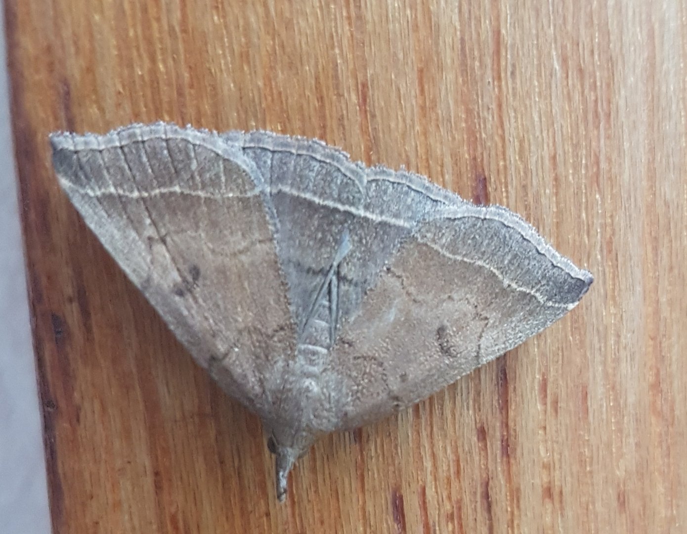 Plumed fan-foot - Polypogon plumigeralis