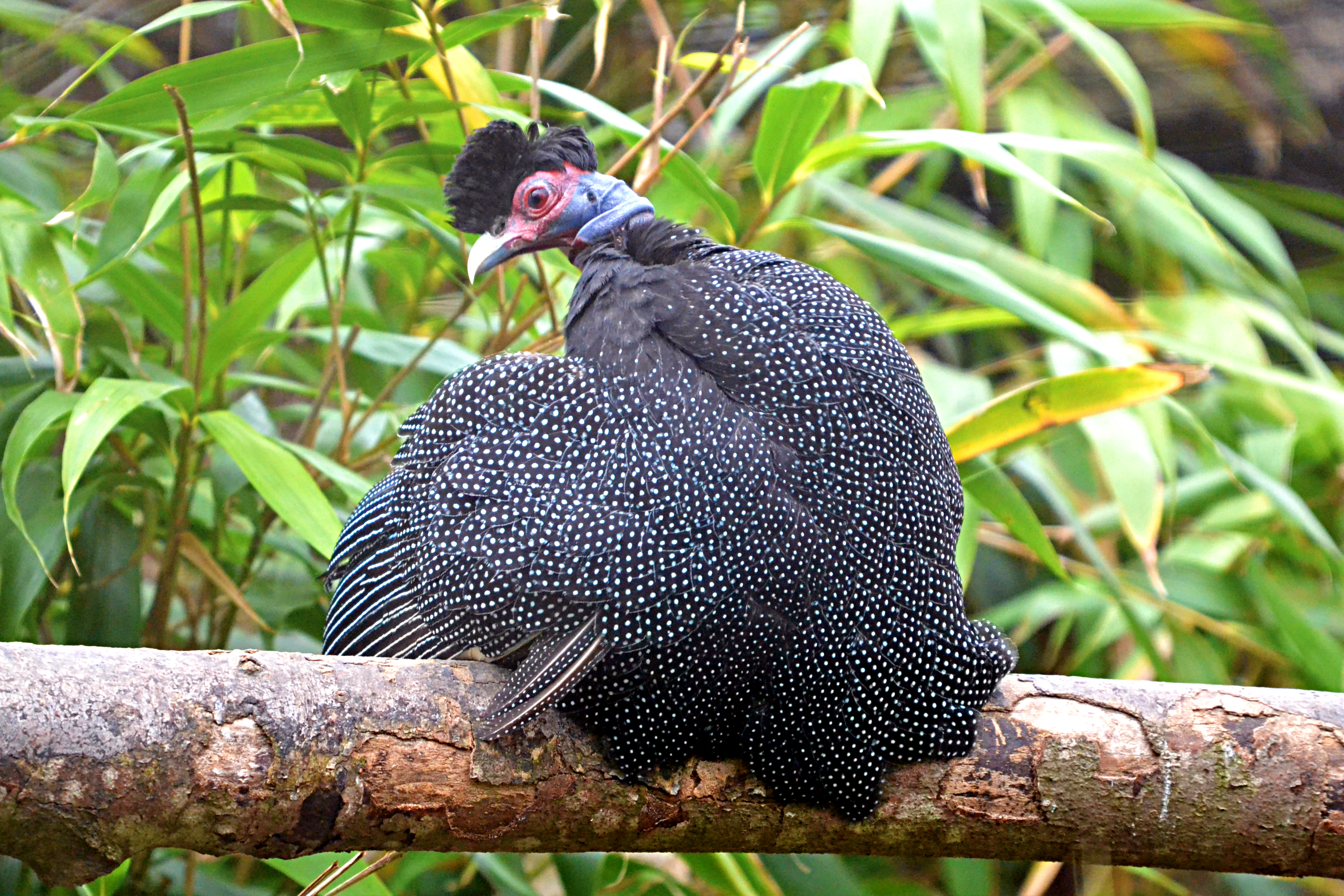 Plumed Guineafowl