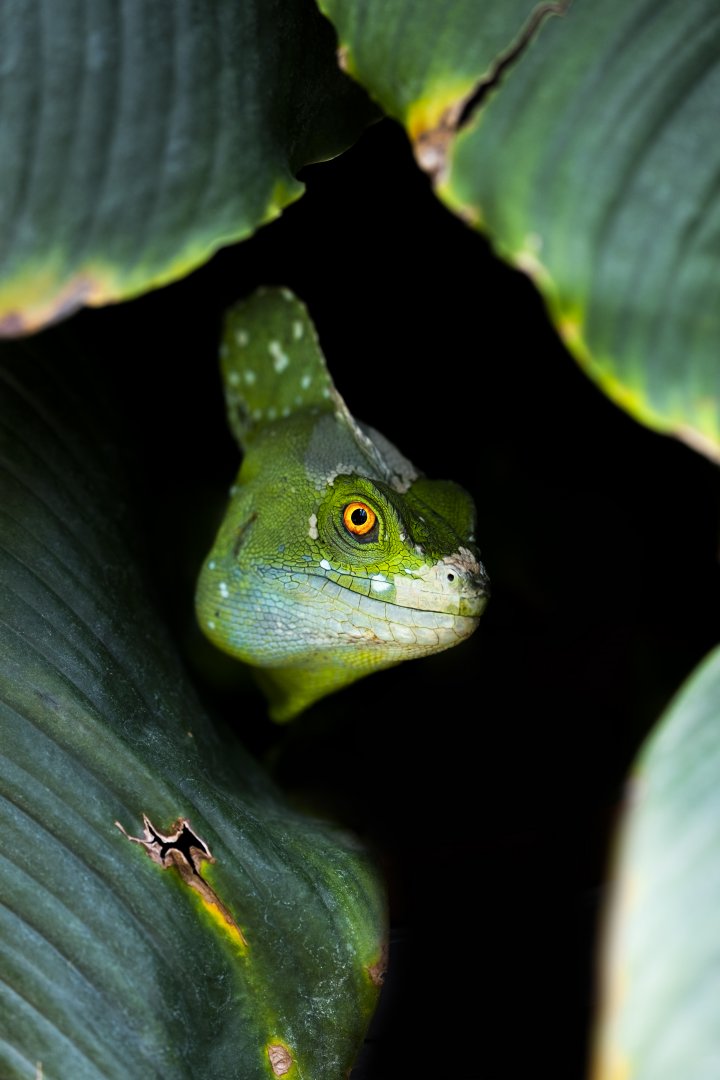 Plumed or Green Basilisk