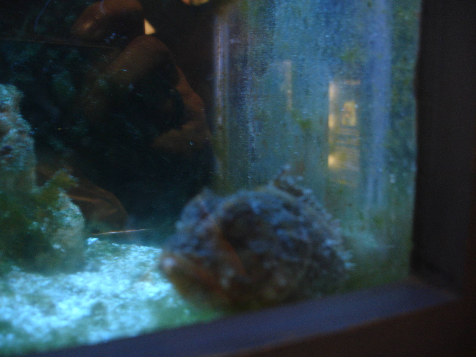 Plumed Scorpion Fish