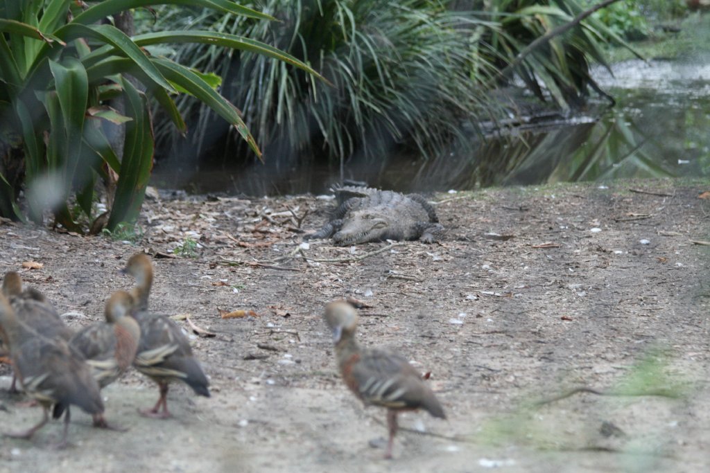 Plumed Whistle-ducks and Freshwater Crocodile