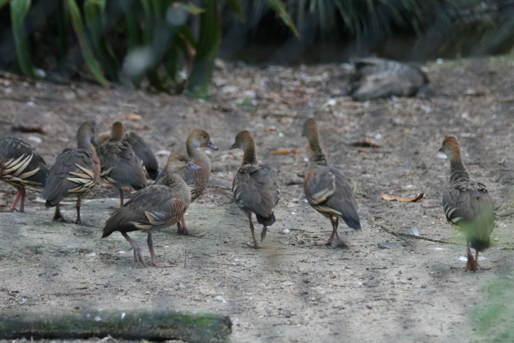 Plumed Whistle-ducks