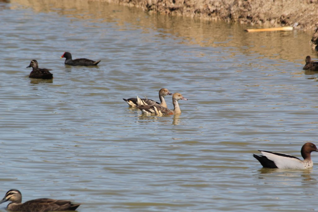 Plumed Whistleducks (wild)