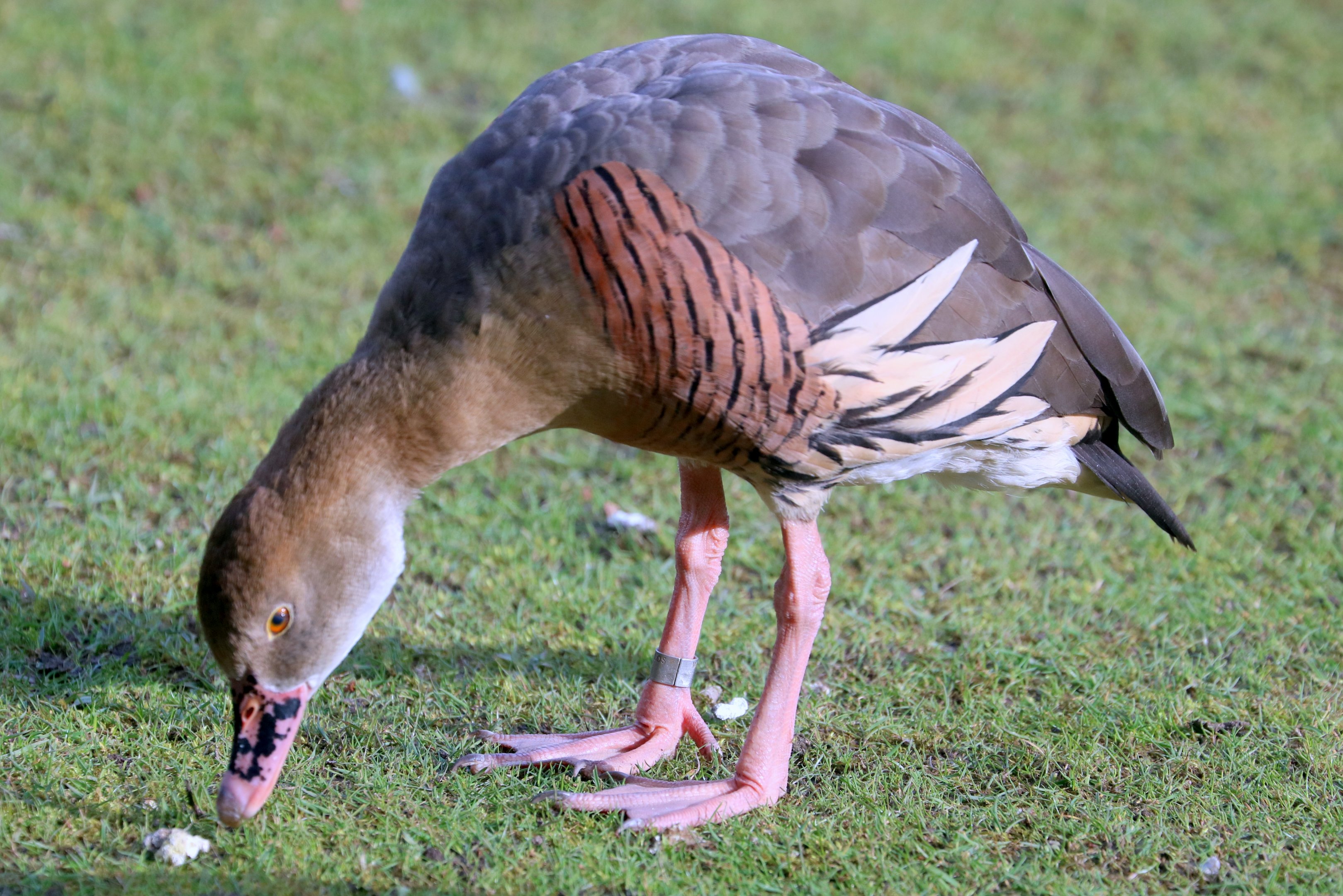 Plumed whistling duck; Barnes; 13th March 2020