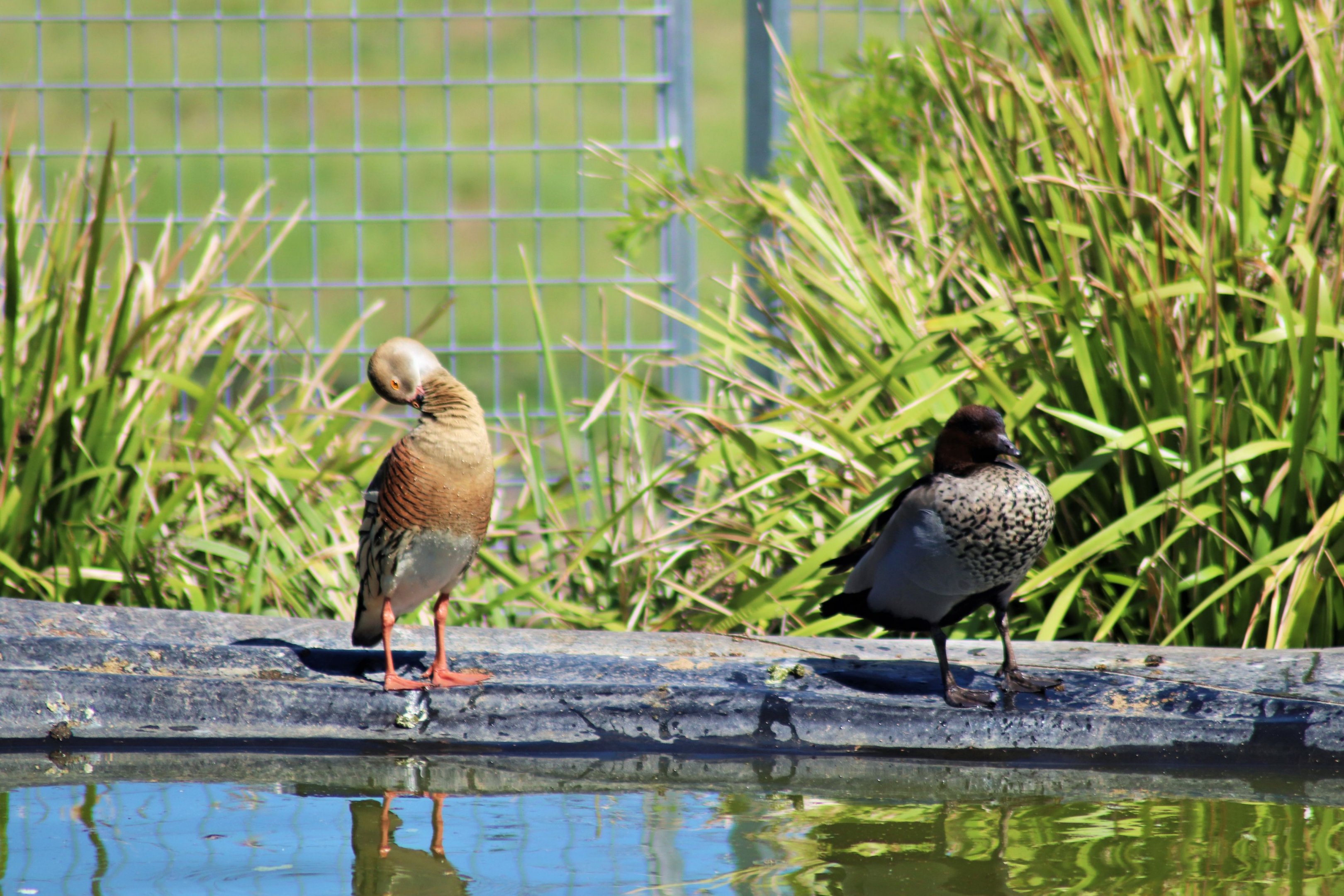 Plumed Whistling Duck (Dendrocygna eytoni) and Australian wood duck (Chenonetta jubata)