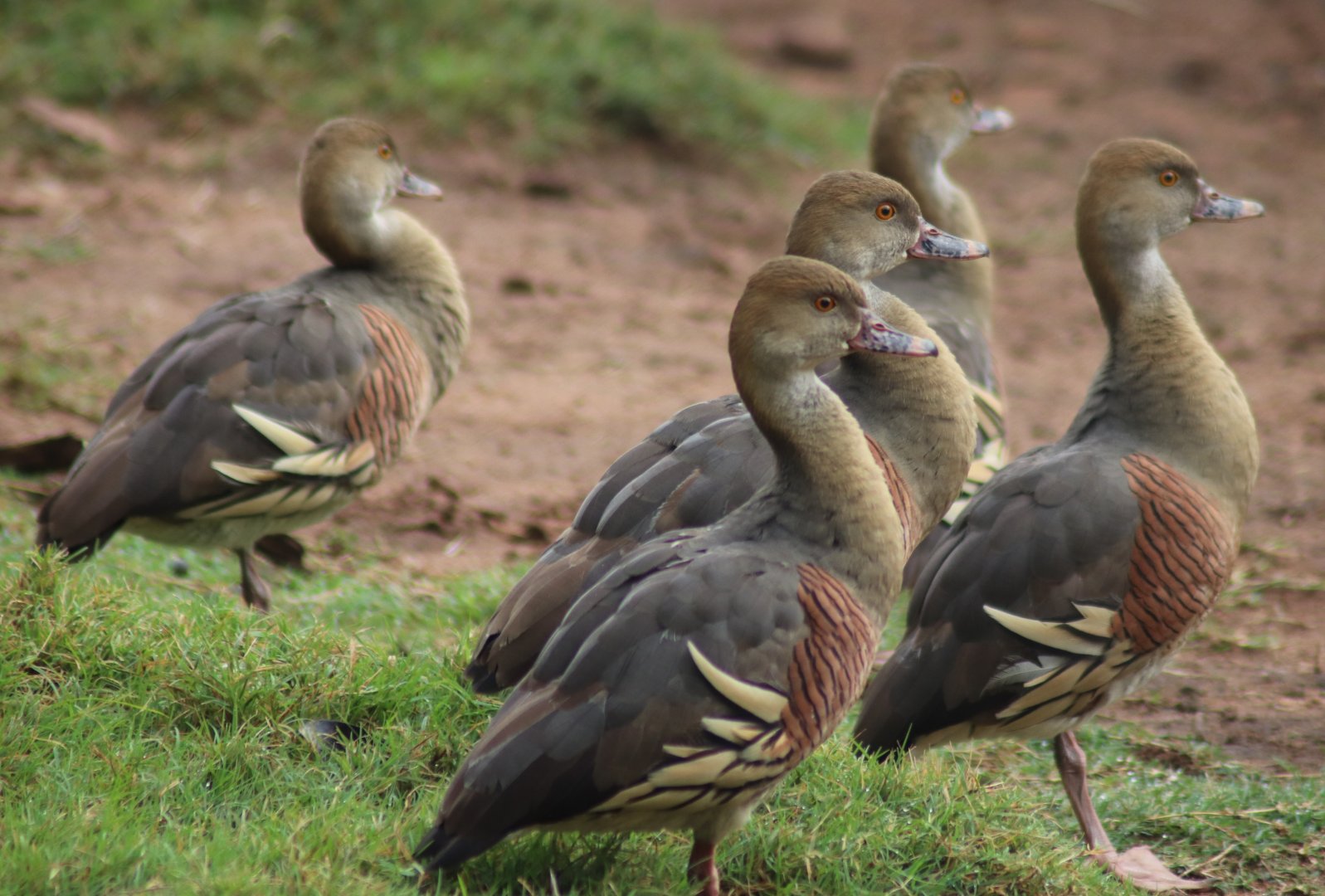 Plumed Whistling Duck(Dendrocygna eytoni)- Wild