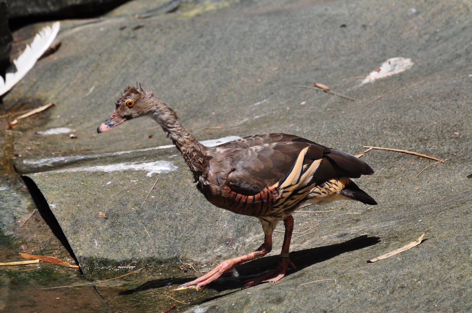 Plumed whistling duck/ Dendrocygna eytoni