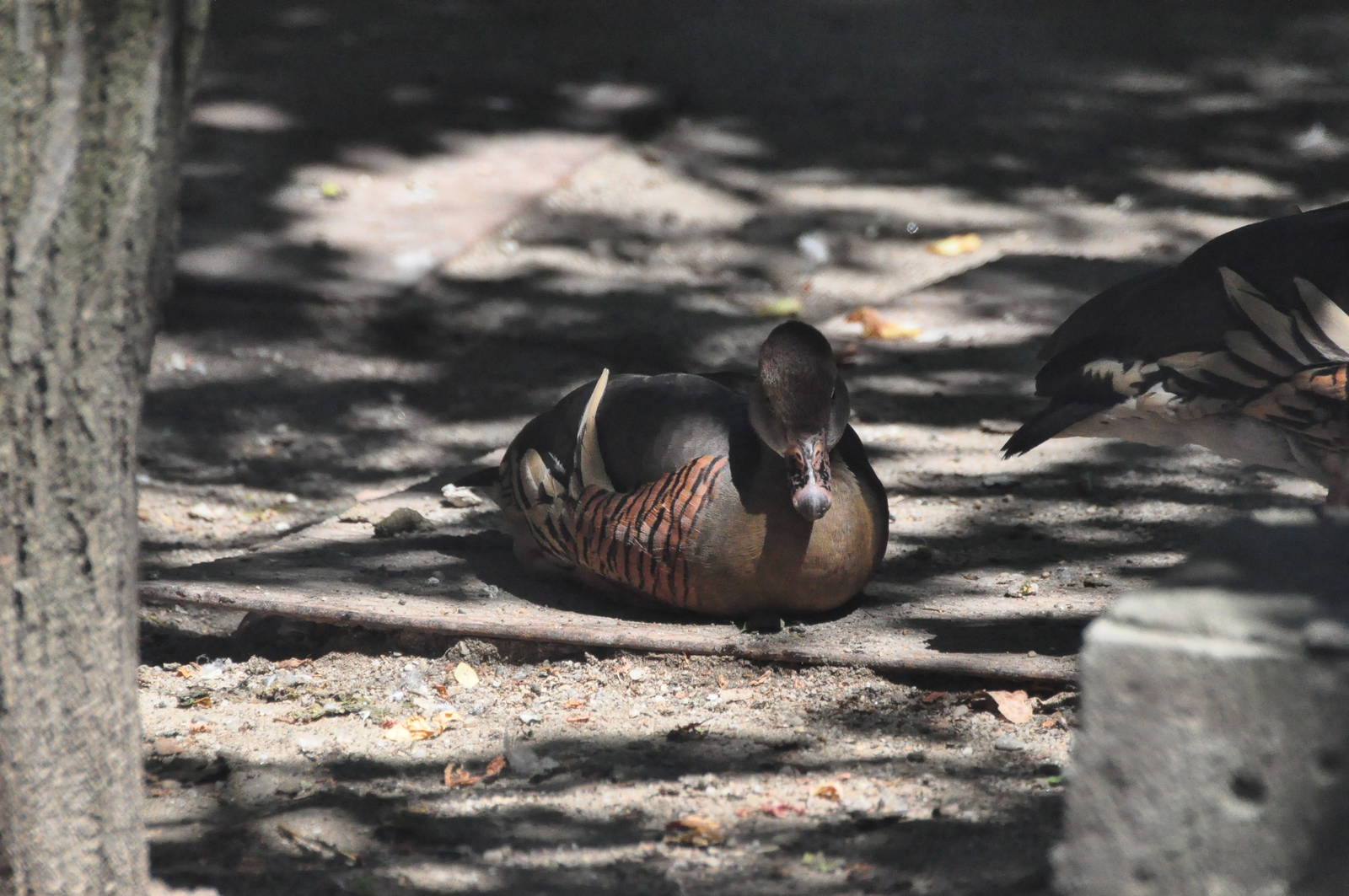 Plumed whistling duck/ Dendrocygna eytoni
