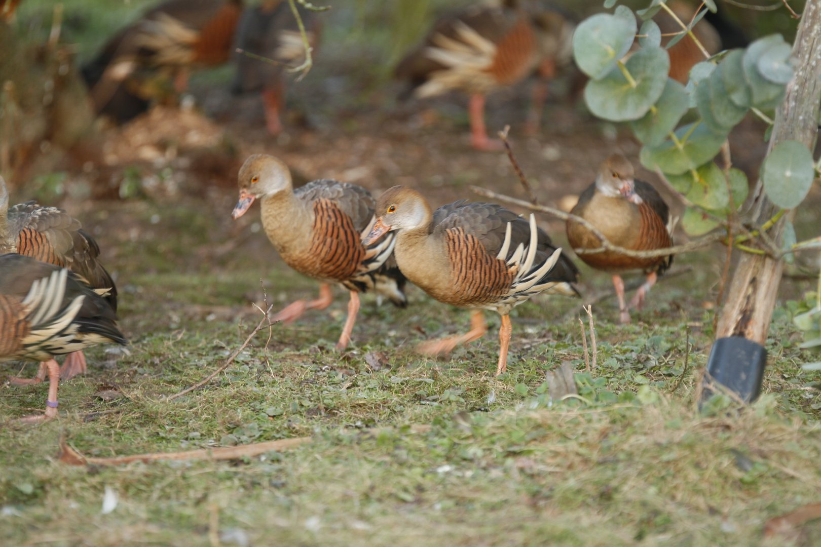Plumed whistling duck (Dendrocygna eytoni)