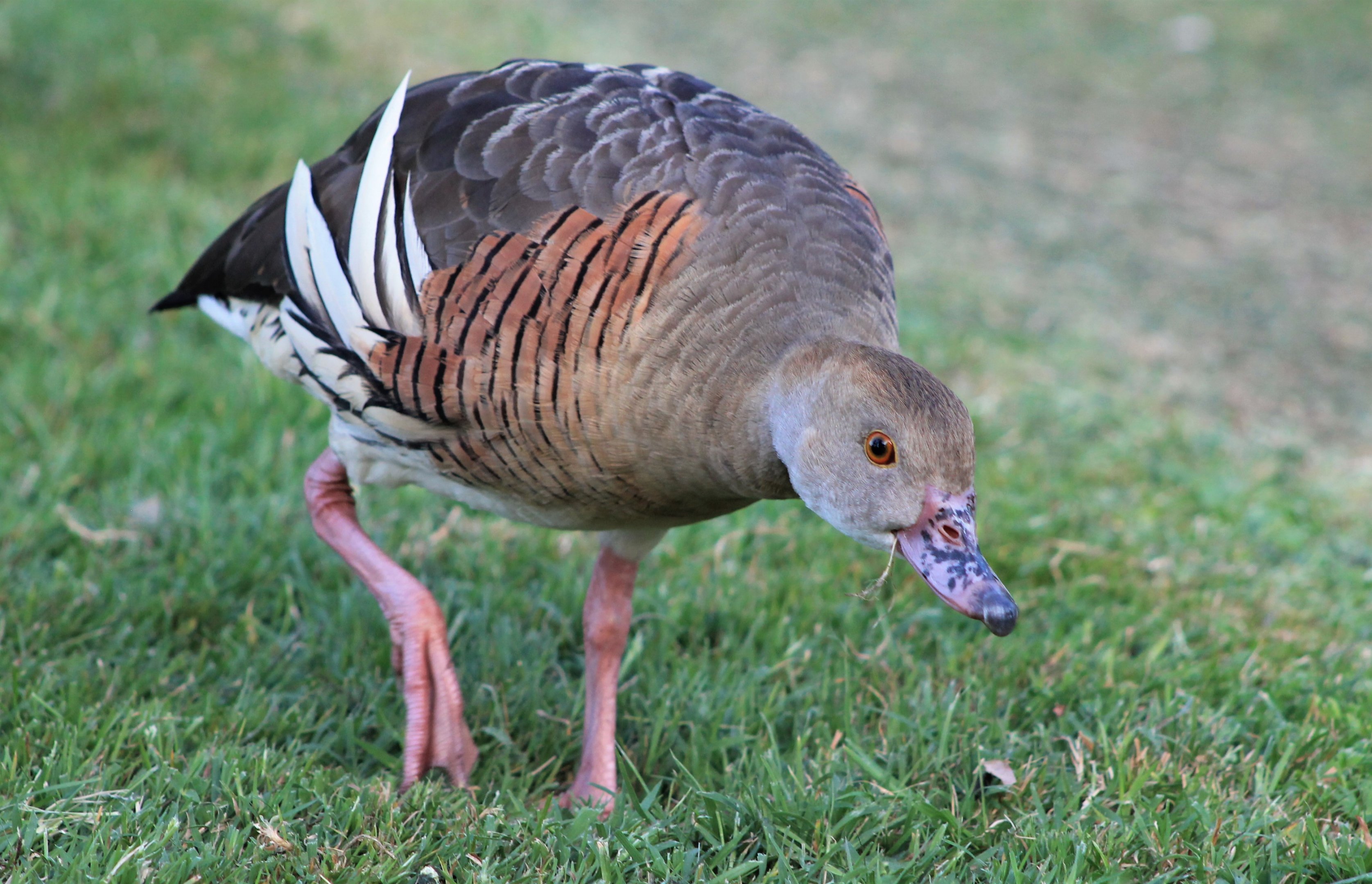 Plumed Whistling Duck (Dendrocygna eytoni)