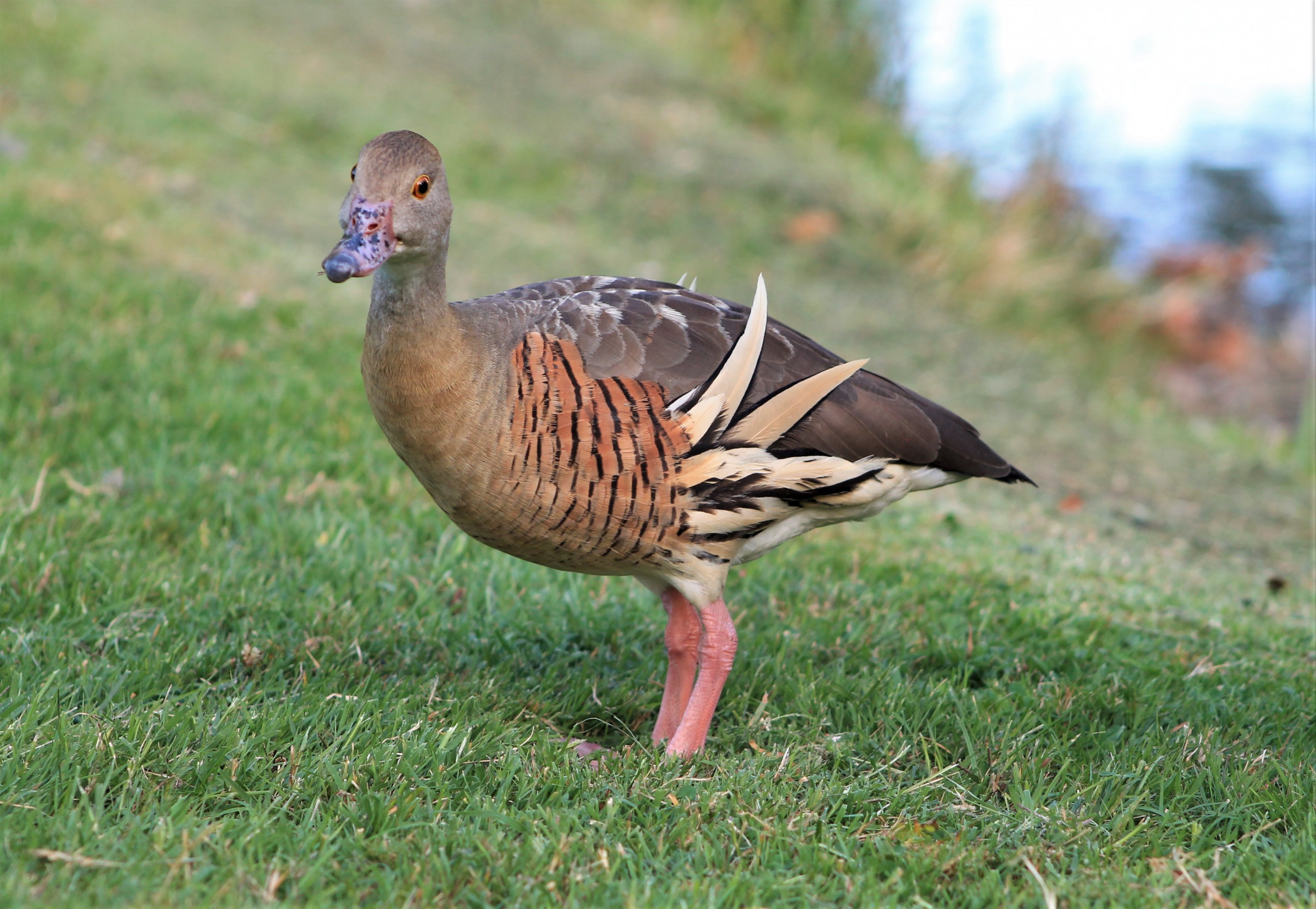 Plumed Whistling Duck (Dendrocygna eytoni)