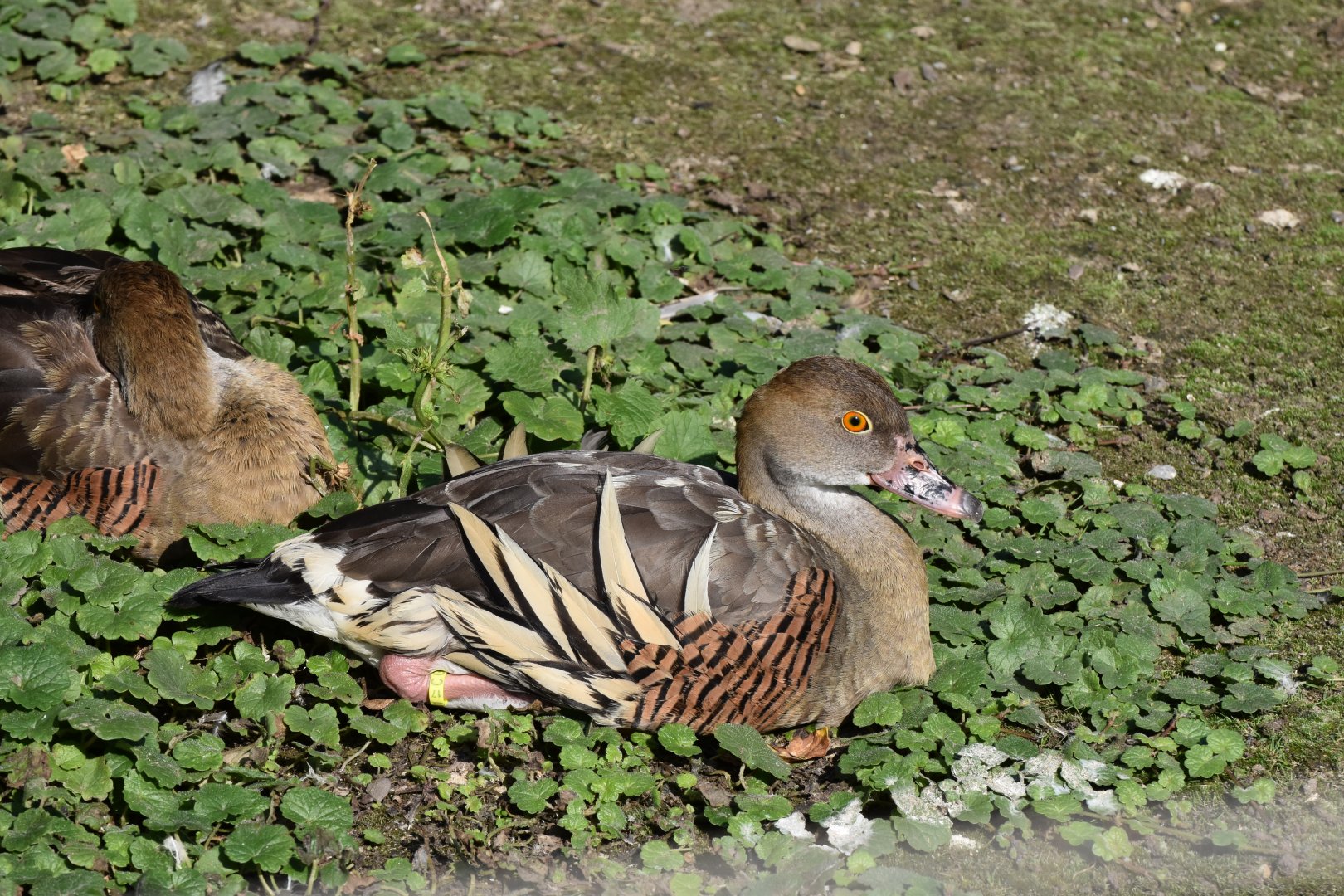 Plumed whistling-duck (Dendrocygna eytoni)