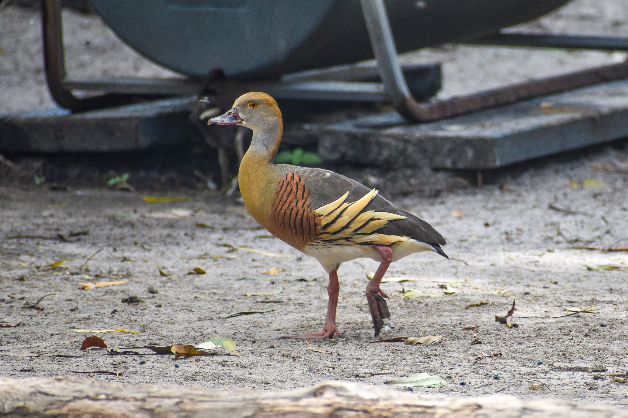 Plumed Whistling Duck (Dendrocygna eytoni)