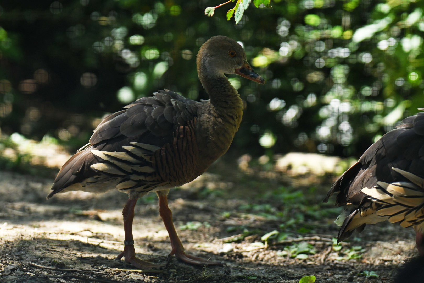Plumed Whistling-Duck Dendrocygna eytoni