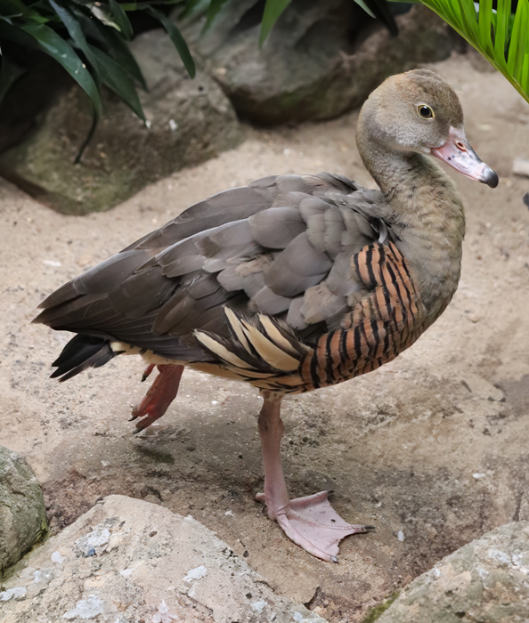 Plumed whistling duck (Dendrocygna eytoni)