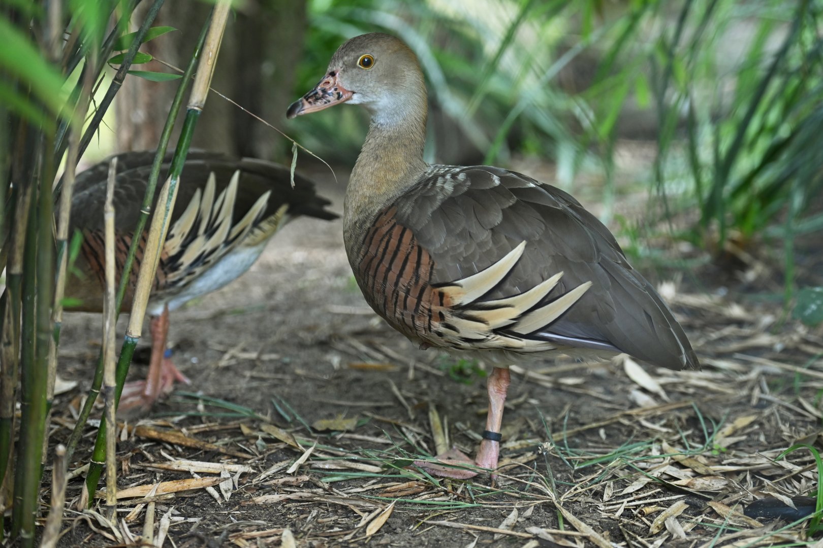 Plumed Whistling-Duck Dendrocygna eytoni