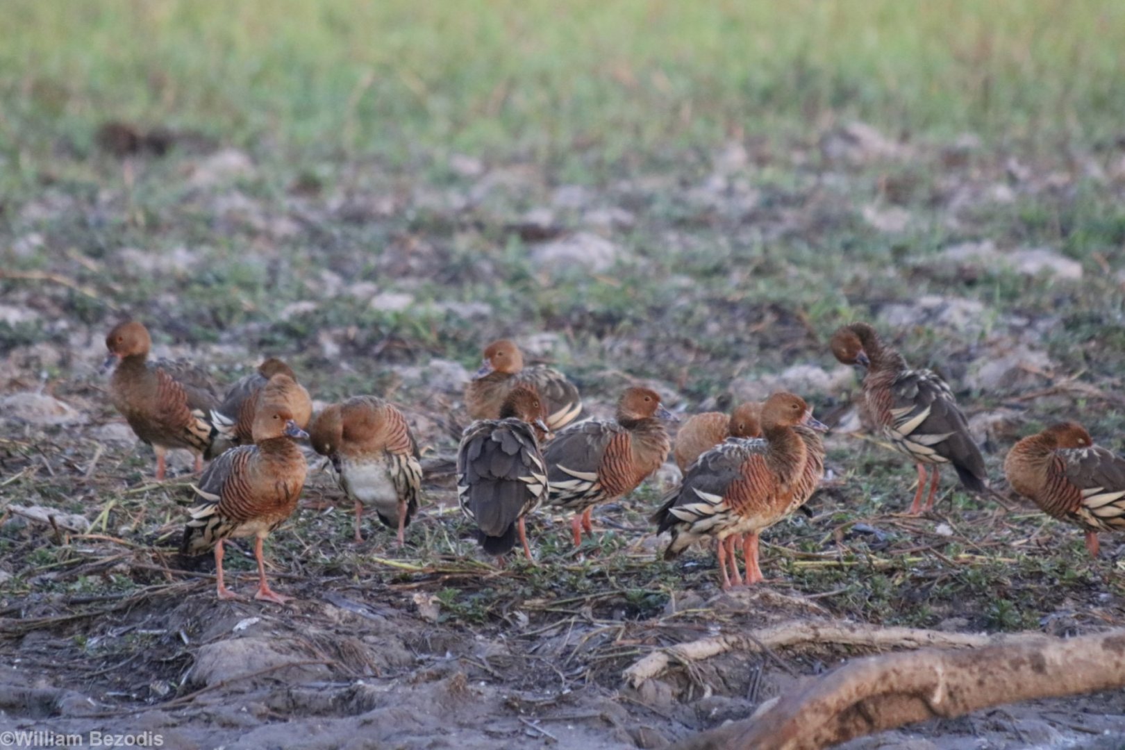 Plumed Whistling Duck - Kakadu