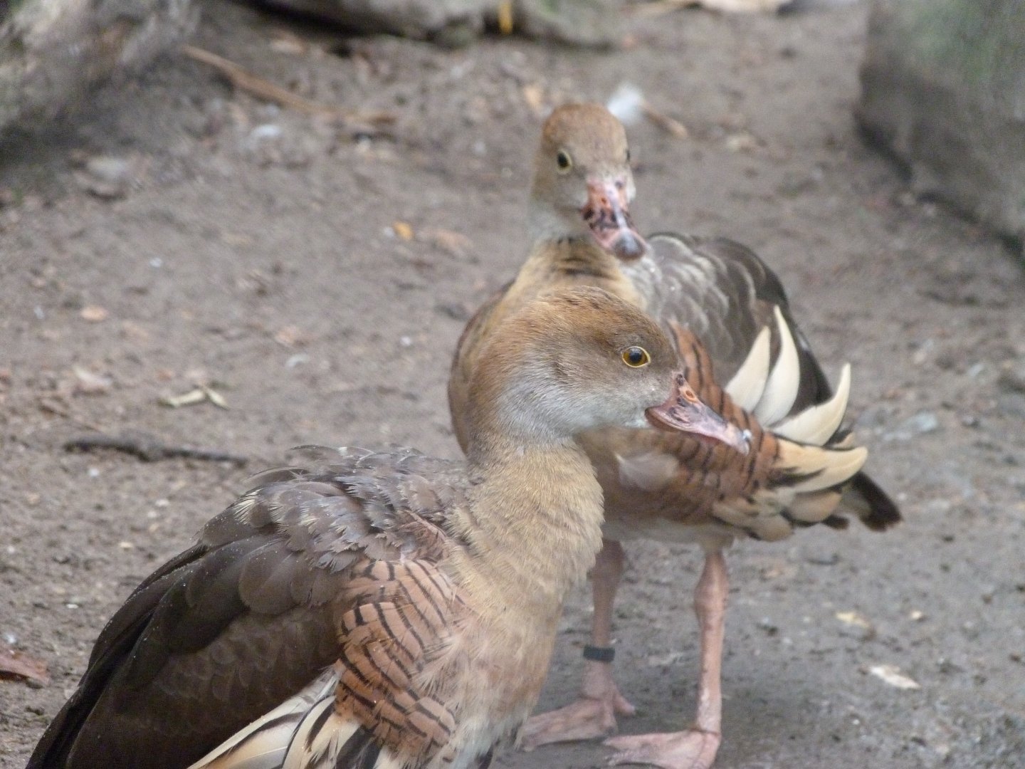 Plumed whistling-duck -Tierpark Berlin (2024)
