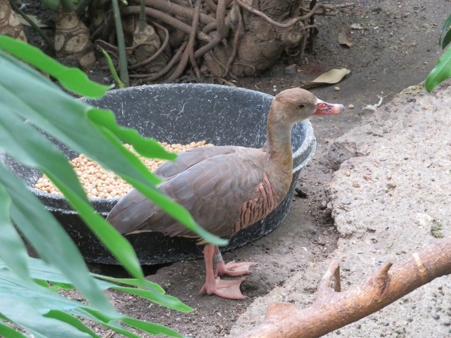 Plumed Whistling Duck (unsigned)