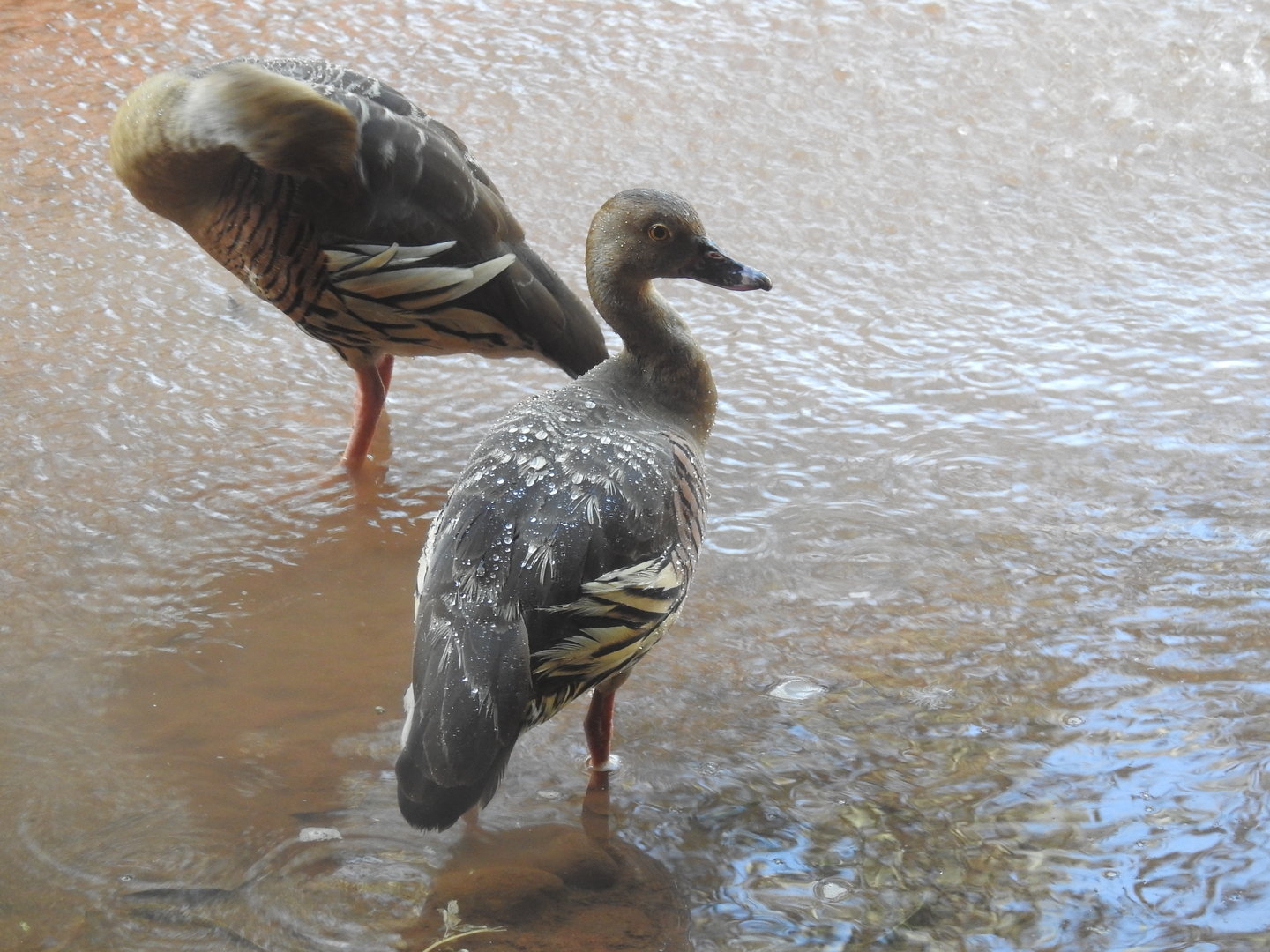 Plumed Whistling-Duck (wild)