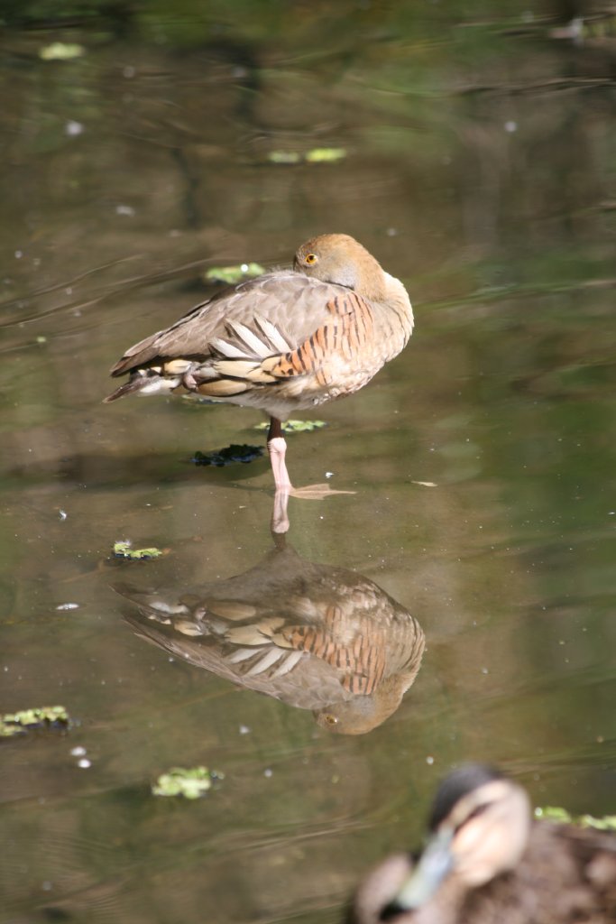 Plumed Whistling Duck