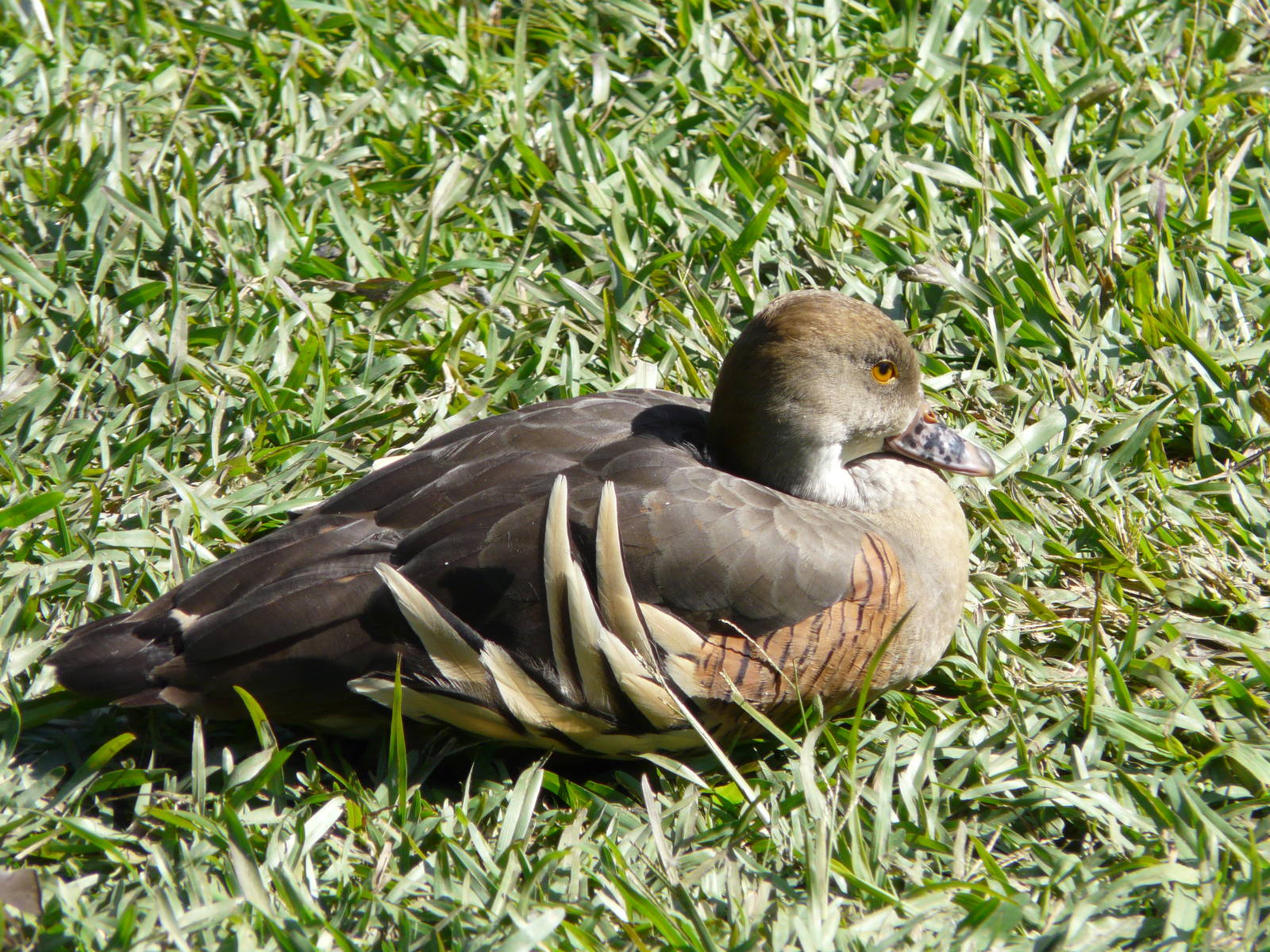 Plumed whistling-duck