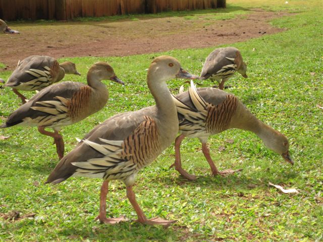 Plumed Whistling Duck