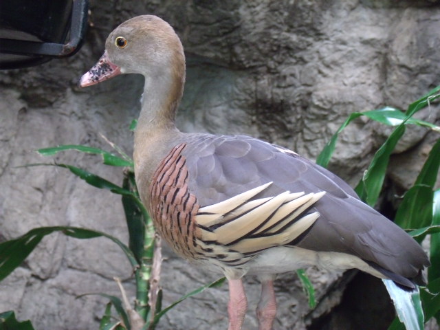 Plumed Whistling Duck