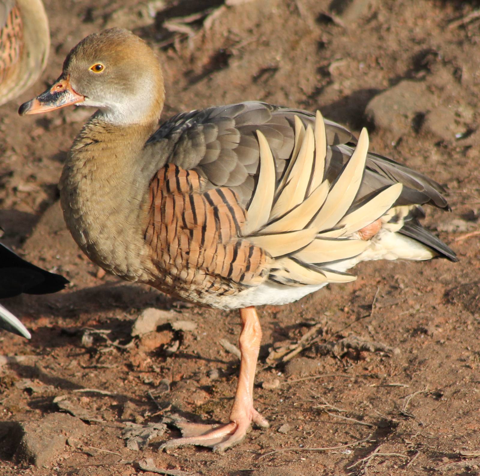 Plumed whistling duck