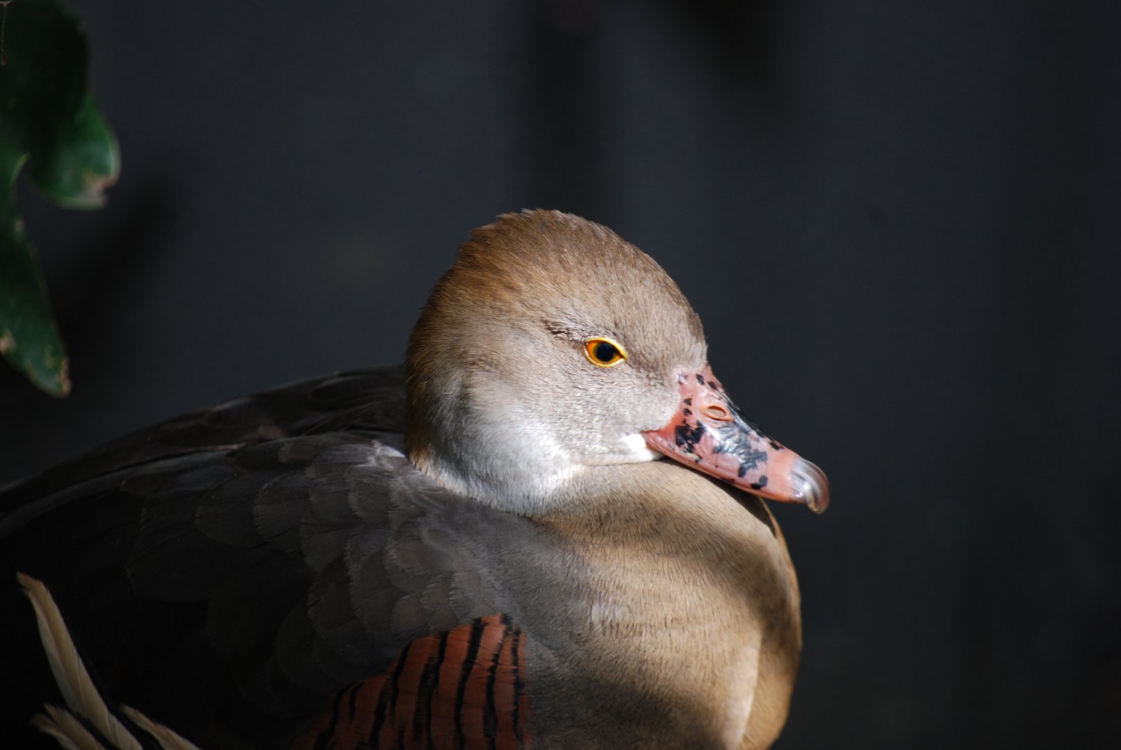 Plumed Whistling Duck
