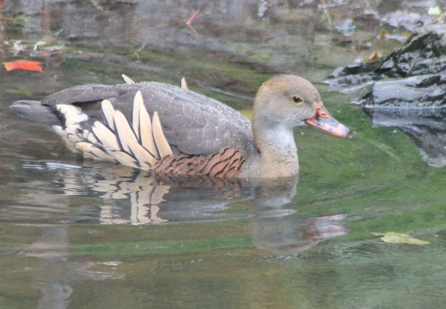 Plumed whistling duck