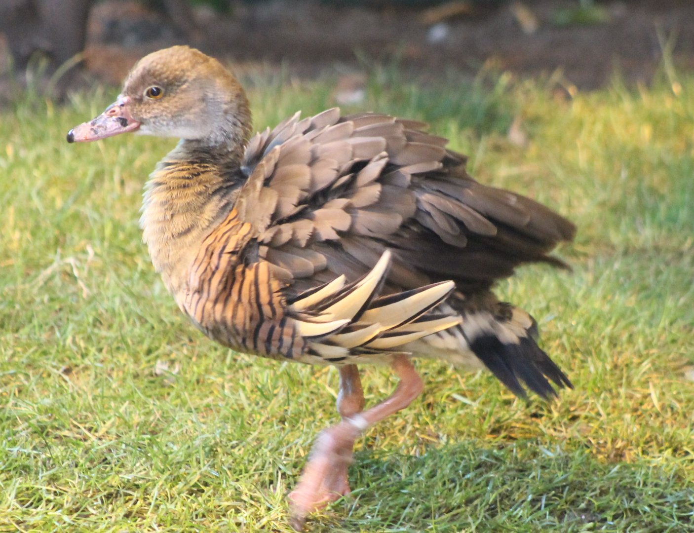 Plumed whistling duck