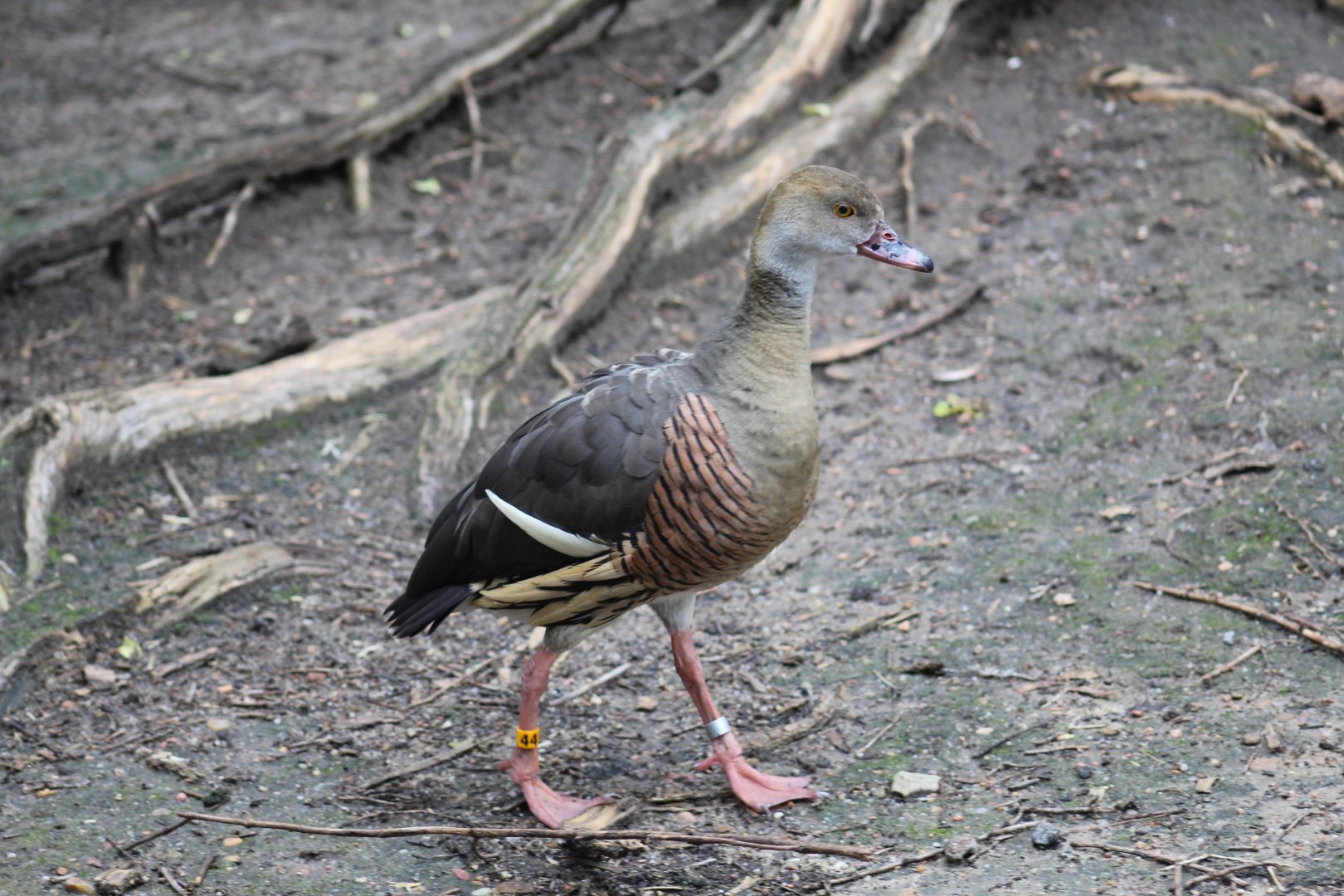 Plumed Whistling-Duck