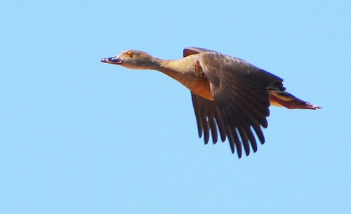 Plumed whistling duck.