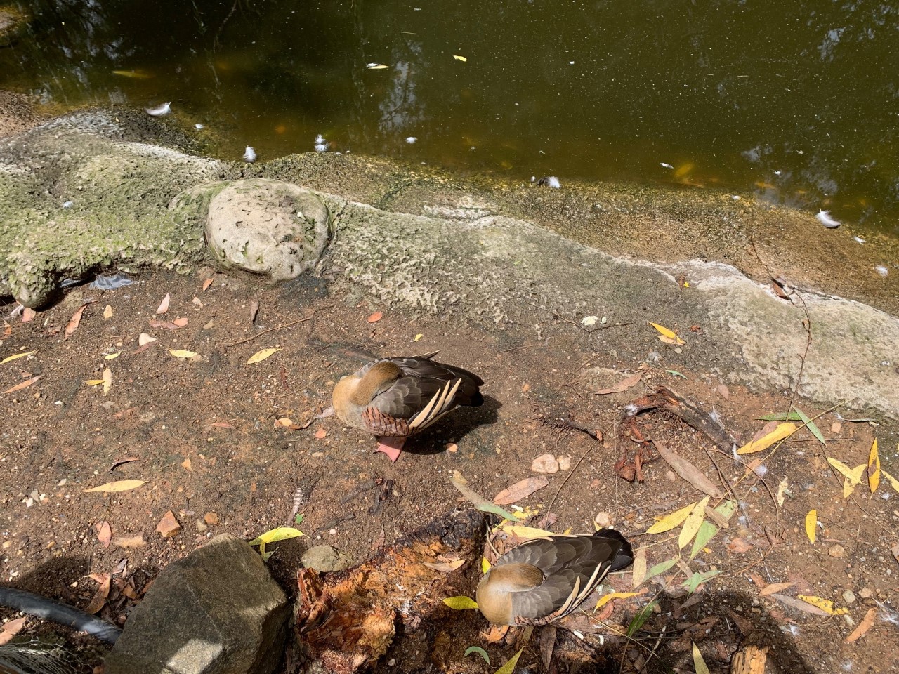 Plumed Whistling-duck