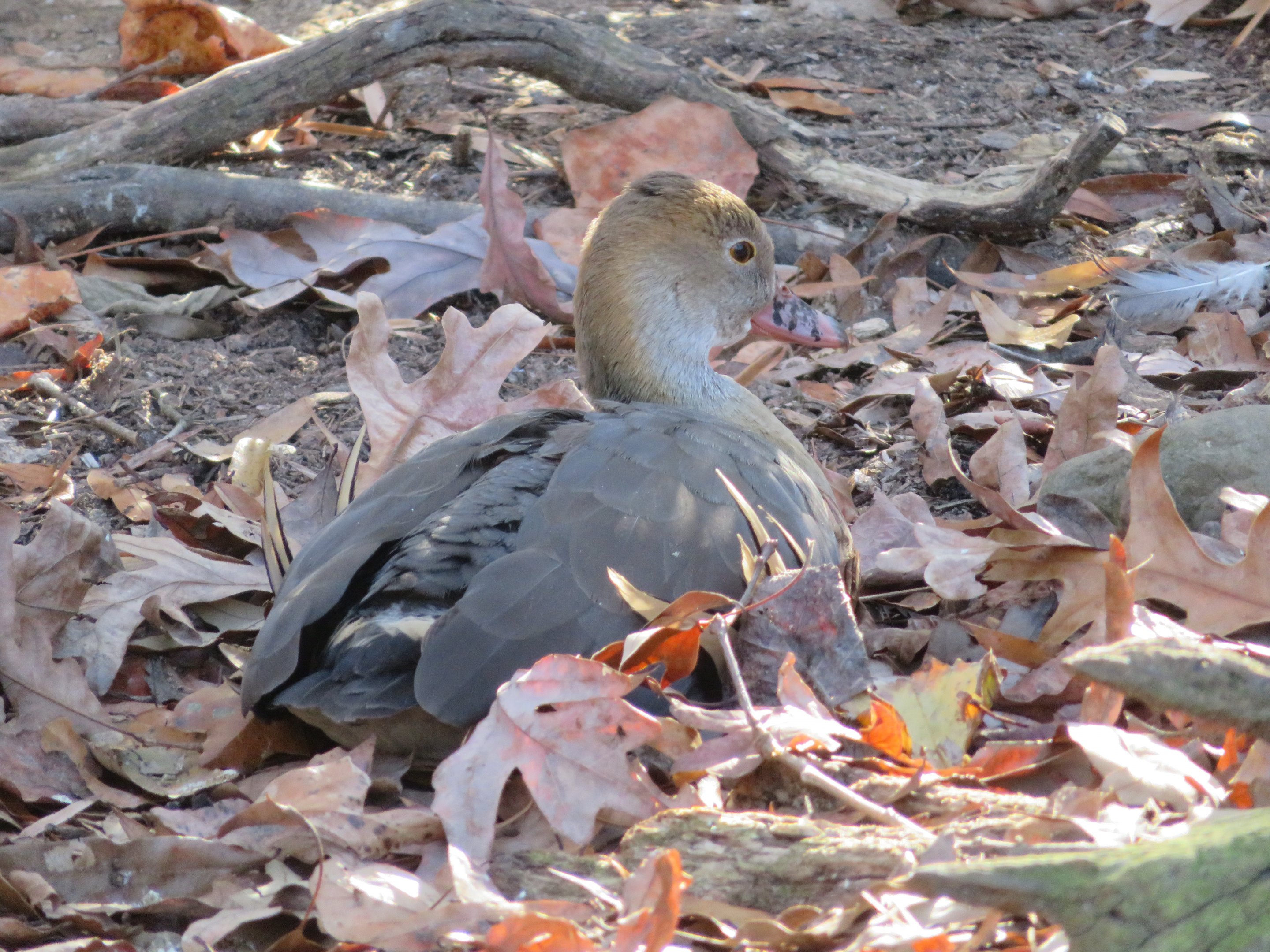 Plumed Whistling Duck