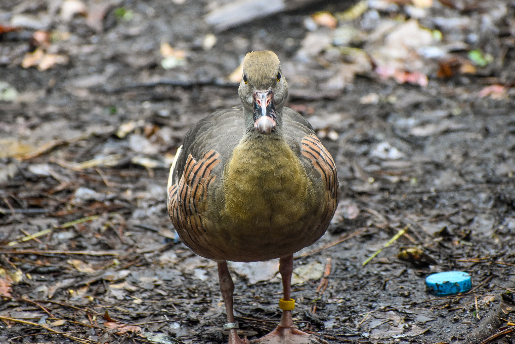 Plumed Whistling-Duck